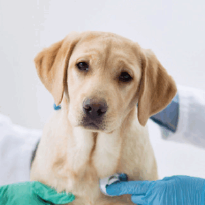 Pet Diagnosis